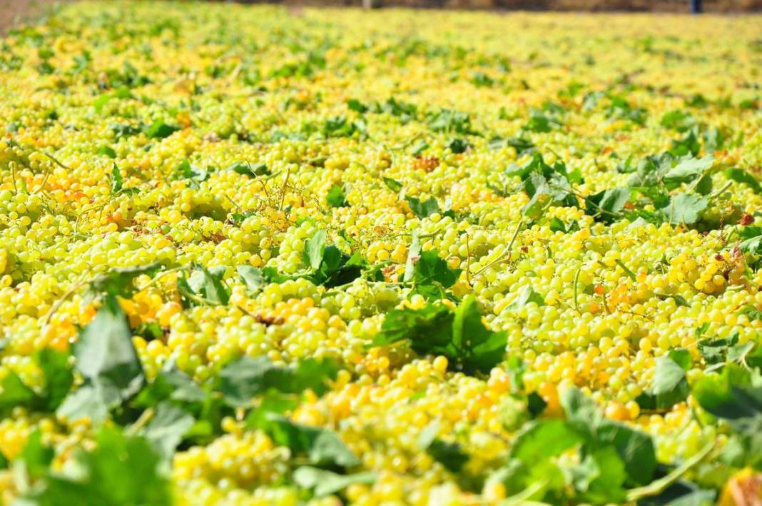 Üzüm ihracatının yüzde 90'ı bu kentten yapılıyor: 103 ülkeye gönderiliyor! Üzümler serildi, ovadan renkli görüntüler... 12